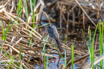 The White Wagtail in the reeds