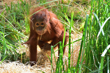 Bébé orang outan