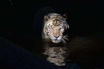 Fototapeta na wymiar Face de tigre dans l'eau