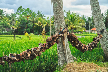 coconut shells drying on a line in the sun