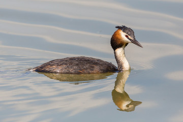 close-up mirrored great crested grebe (podiceps cristatus)