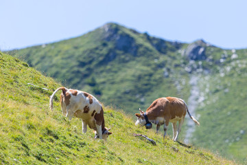 Fototapeta na wymiar two milk cows in alpine grassland in Switzerland