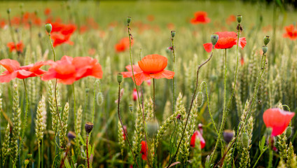 Fototapeta premium Le temps des coquelicots