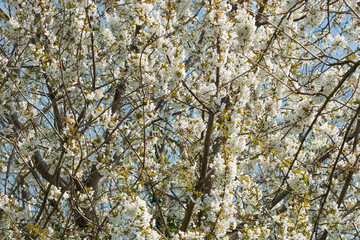 The countryside around us lives 