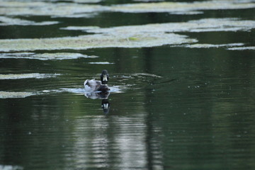 Cute ducks swim in the pond