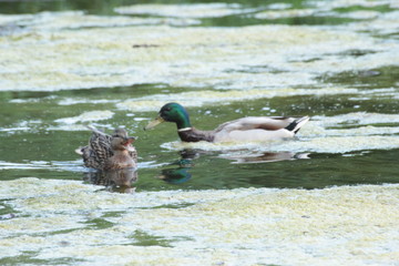 Cute ducks swim in the pond