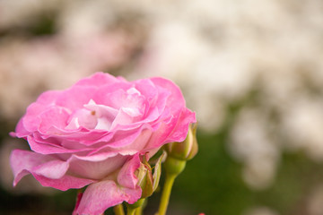 ピンク色の薔薇