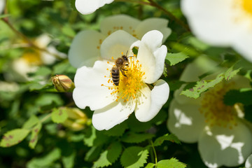 The bee collects the nectar from the tender white fresh rose hip flower