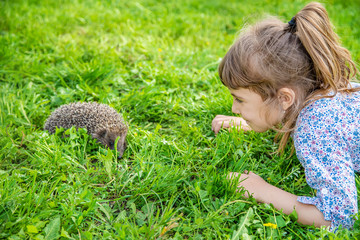 little hedgehog in nature. animals. selective focus.