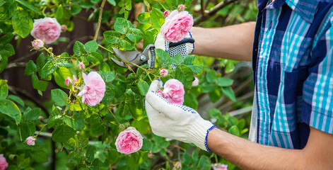 gardener man pruning tea rose shears. selective focus.