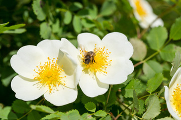 The bee collects the nectar from the tender white fresh rose hip flower