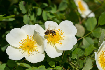 The bee collects the nectar from the tender white fresh rose hip flower