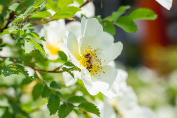 The bee collects the nectar from the tender white fresh rose hip flower
