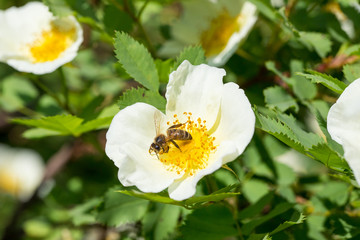 The bee collects the nectar from the tender white fresh rose hip flower
