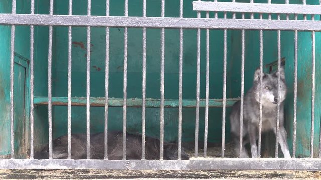 Wolf in a cage of mobile zoo. Animals have to endure a cold winter in the North