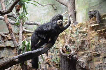White-faced Saki (Pithecia pithecia)