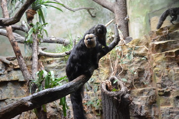 White-faced Saki (Pithecia pithecia)