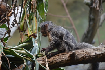 White-faced Saki (Pithecia pithecia)