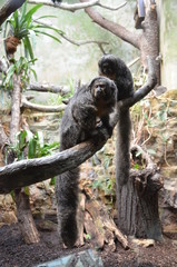 White-faced Saki (Pithecia pithecia)