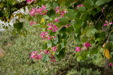 Purple Ban Flowers (Hoa ban tím) in Hanoi, Vietnam