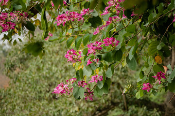 Purple Ban Flowers (Hoa ban tím) in Hanoi, Vietnam