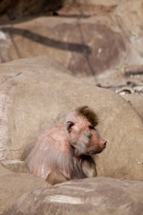 Baboon Monkey on a sunny day