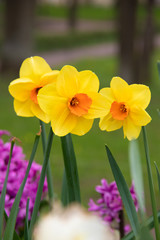 Naklejka premium Spring flowers yellow daffodils. beautiful yellow flowers.