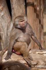Baboon Monkey on a sunny day