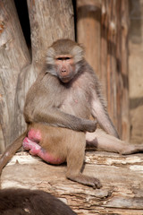 Baboon Monkey on a sunny day