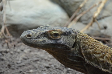 Komodo Dragon, the largest lizard in the world 