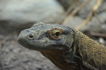 Fototapeta premium Komodo Dragon, the largest lizard in the world 