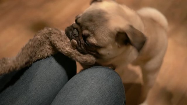 Pug puppy plays tug with dog toy
