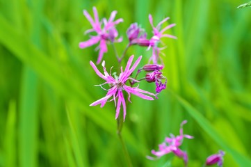 Ragged-robin flowers (Lychnis flos-cuculi).
