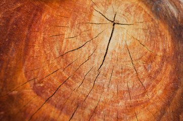 stump of oak tree felled - section of the trunk with annual rings