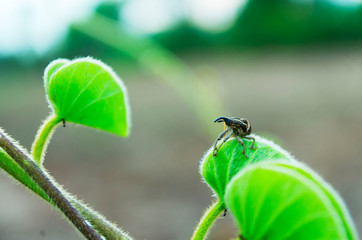 bug on leaf