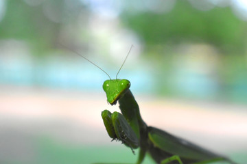 grasshopper on leaf