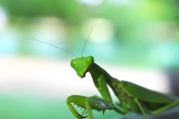 grasshopper on leaf