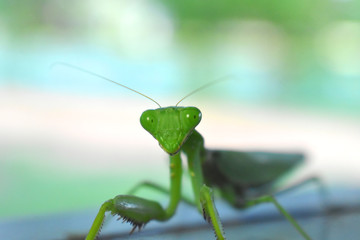 grasshopper on leaf