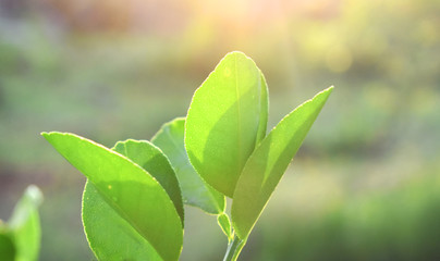 green leaves on background