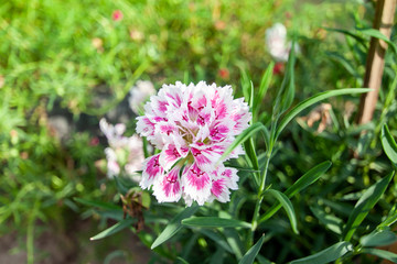 Fresh beautiful dianthus flower pink blooming with sunlight in the garden on blur nature background.