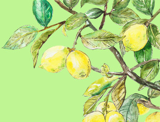 watercolor illustration of the branches of the lemon tree with juicy ripe yellow fruits of lemon