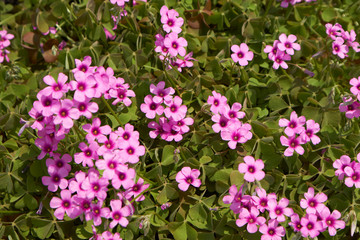 Obraz premium ピンクの花