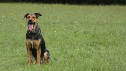 Huntaway dog in training a beautiful day for training outdoors