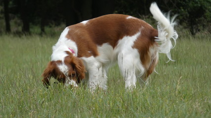 Welsh Springer Spaniel playing in the meadow on a beautiful summers day
