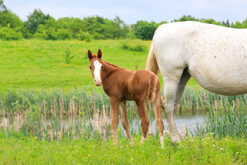 Naklejka na ściany i meble Young foal with his mother on the pasture in springtime