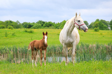 Obraz na płótnie Canvas Young foal with his mother on the pasture in springtime