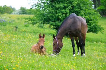Fototapeta premium Young foal is lying on the ground in springtime