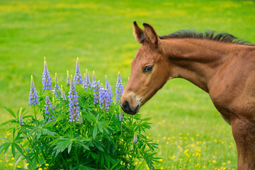 The foal is sniffing lupines flowers on the pasture