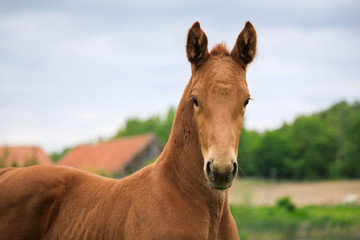 Young foal on the pasture in springtime
