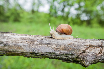 Big snail in shell crawling on the tree